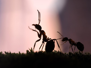 Beautiful silhouettes of ants on a background of pink sunset