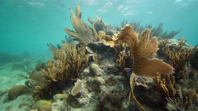 Unterwasser - Riff - Koralle - Gorgonie - Seefächer - Tauchen - Curacao - Karibik