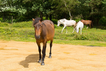 Wild ponies New Forest Hants England UK