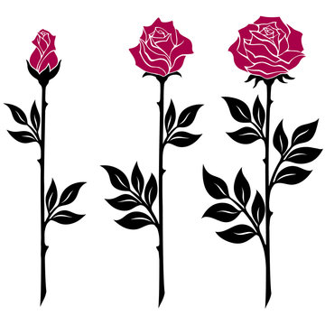 vector illustration, decoration element, black and white rose branches with red flowers in different bloom stages