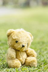Teddy bear sitting in garden with the evening light.