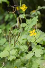 Yellow flowers celandine.