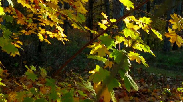 Tree Branches With Multicolored Leaves In Autumnal Forest