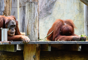 Bored orangutans lying on a branch