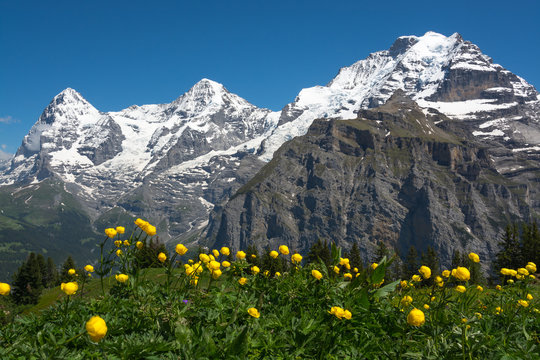 Meadow flowers near M&uuml;rren, Switzerland