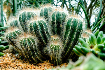Obraz premium a parodia scopa plant