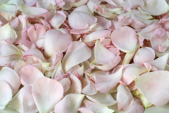 Background of Rose Petals