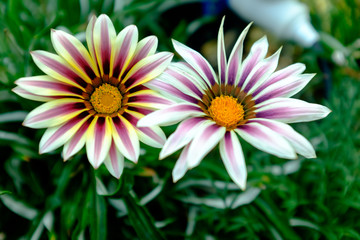 a pair of white gazania flowers