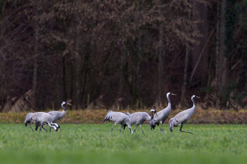 Obraz na płótnie Canvas Several common cranes (Grus grus) in meadow