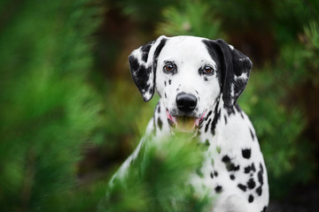 Head shot portrait of Dalmatian dog behind fir-tree