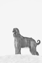 BW portrait of Afghan Hound standing in desert