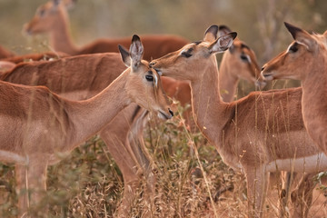 impala, Kruger national park, South Africa