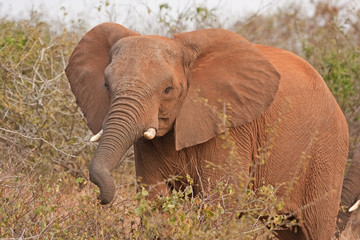 african elephant, Kruger national park, South Africa
