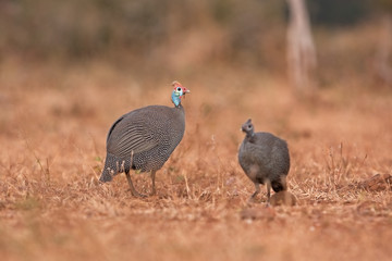 helmeted guineafowl, Kruger national park, SOuth Africa