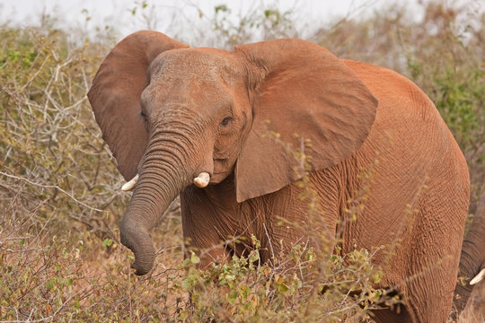 african elephant, Kruger national park, South Africa