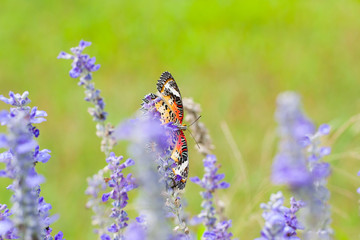 Butterflies, flowers, gardens, nature.