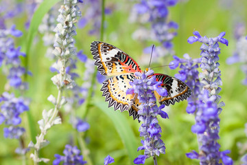 Butterflies, flowers, gardens, nature.
