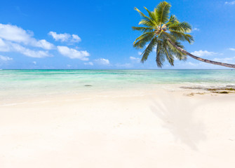 Obraz na płótnie Canvas cocotier penché sur plage de l'île Maurice 