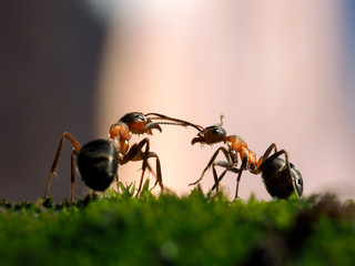 Great ants communicate with each other against
