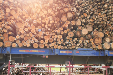 wood to make paper on the truck car soft light
