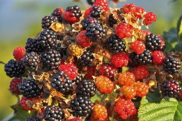 Close-up of ripe and unripe blackberries