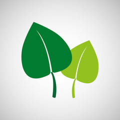 nature leaf green ecology botany