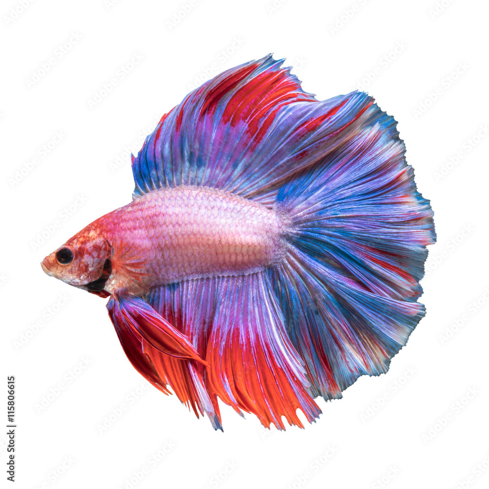 Wall mural betta fish, siamese fighting fish