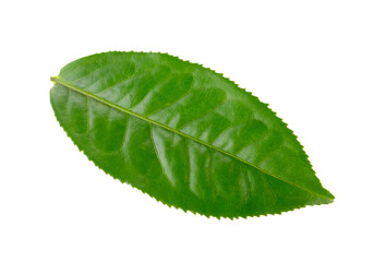 tea leaf oon white background
