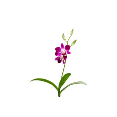 Fototapeta na wymiar Beautiful Purple orchid flower isolated white background,with cl