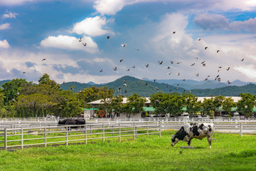 Farm in Thailand with cows and grass, mountains and a beautiful sky. Farm Chokchai in Pakchong near Nakhon Ratchasima.