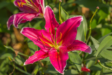 Fototapete bei efototapeten.de bestellen   