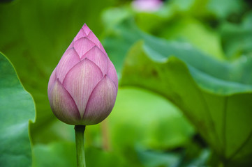 Beautiful blossoming lotus in summer