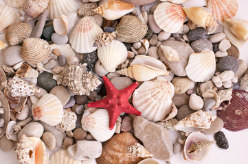 Sea red star, sinks and pebble. Texture. Top view