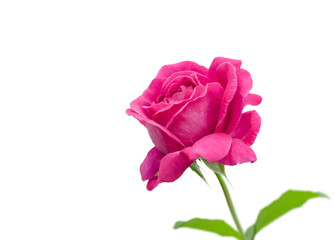 Fototapeta premium Pink rose isolated on white