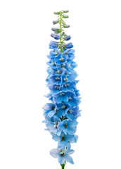 Blue delphinium flower isolated on white