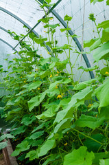 Wild Cultivation of cucumbers in greenhousepink carnation on nat