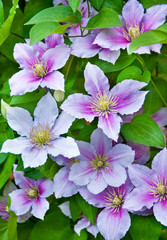Purple clematis flowers on a natural