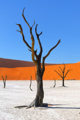 Deadvlei, Sossusvlei. Namibia - obrazy, fototapety, plakaty
