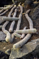 入鹿（いるか）