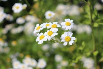 "Feverfew" flowers (or Bachelor's Buttons, Featherfew, Featherfoil, Flirtwort) in Innsbruck, Austria. Tanacetum Parthenium, native to Europe (Balkan peninsula), used as a traditional medicinal herb.