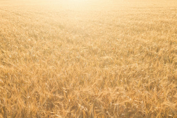 golden wheat field