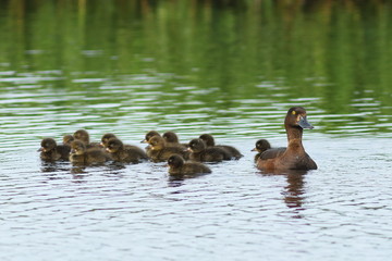 Tufted duck with ducklings in the summer on Yamal