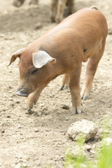Fototapeta premium Braunes Ferkel im Freilaufgehege
