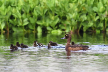 Aythya fuligula. A wild duck among coastal thickets