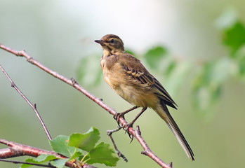 Young yellow wagtail against foliage