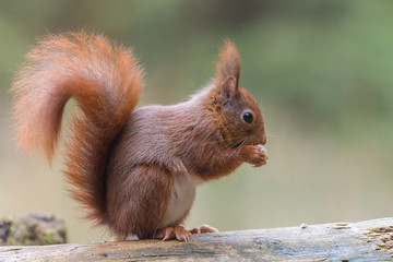 Eurasian red squirrel