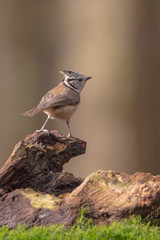 European crested tit