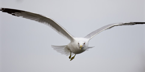 Beautiful isolated picture of the flying gull