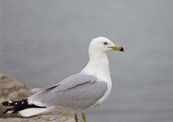 Fototapeta na wymiar Beautiful photo of the gull staying on the shore