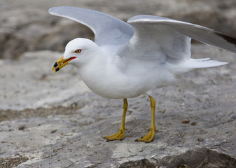 Beautiful background with the gull staying on the rocks with the wings opened